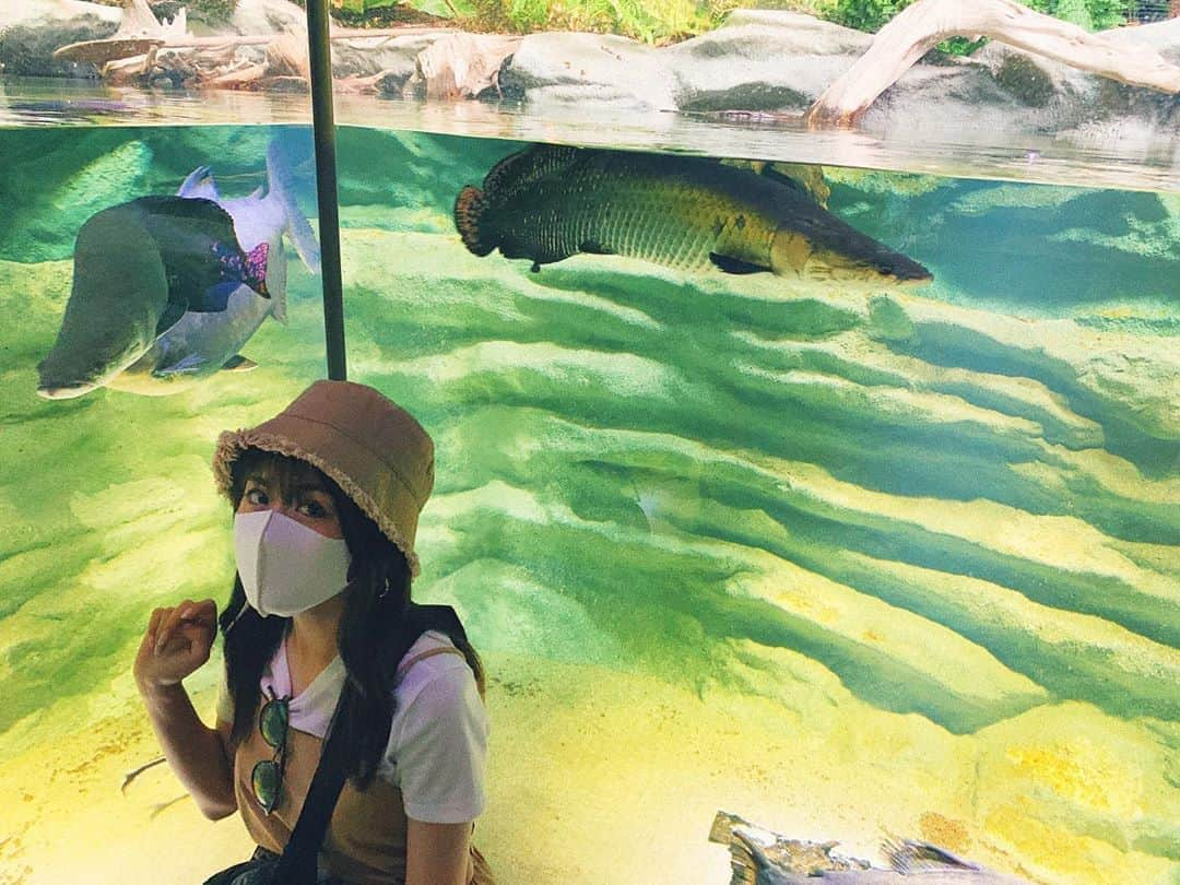 長澤佑香さんのインスタグラム写真 - (長澤佑香Instagram)「﻿ カワスイ写真ラスト🐟💙📸﻿ ジャガーのウォールアート🐯から始まり﻿ 最後のワライカワセミが超かわいいです︎☺︎︎﻿ ﻿ これから初台DOORSでライブ🎤﻿ 懐かしい会場だなぁ💭﻿ にしても暑くて溶けそう、、🥺🔥﻿ ﻿ #川崎水族館 #カワスイ #水族館 #newopen﻿ #初台DOORS #ミニスカポリス #ライブ」8月15日 14時30分 - ykngsw