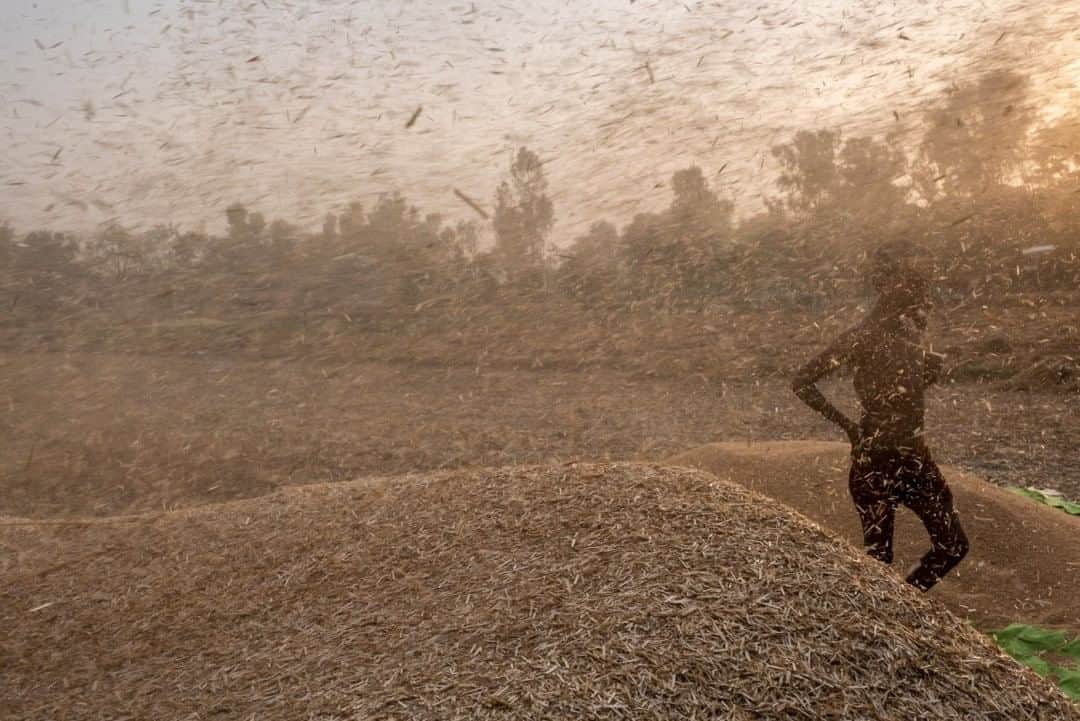 ナショナルジオグラフィックさんのインスタグラム写真 - (ナショナルジオグラフィックInstagram)「Photo by Saumya Khandelwal @khandelwal_saumya  A boy stands among wheat that's being threshed along a highway in Uttar Pradesh, India. Follow me on @khandelwal_saumya for more from South Asia.」8月15日 15時39分 - natgeo