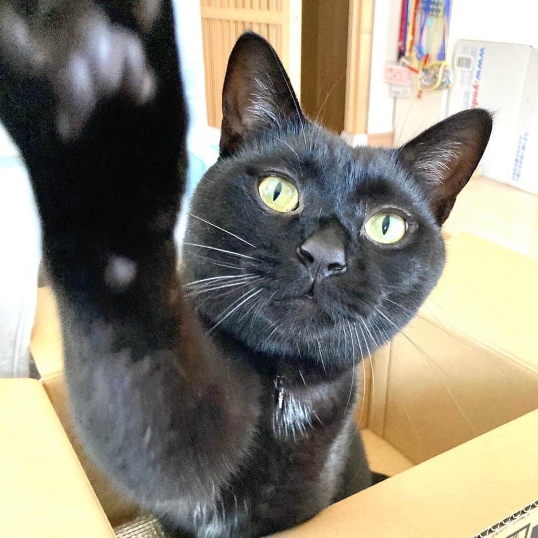 しおやてるこさんのインスタグラム写真 しおやてるこinstagram ヨォ 黒猫 猫パンチ 8月15日 15時54分 Shiochin1129