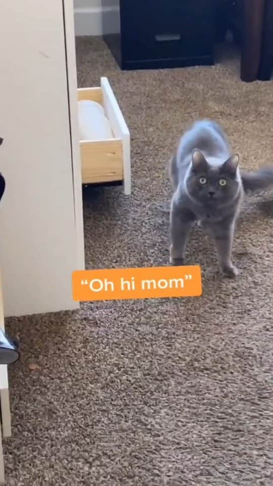 Pleasant Catsのインスタグラム：「he really said "nothing" omg 😅😅  From mikeymoments - on tiktok  • • • • #pleasantcats #cat #cats #kitten #kittens #kitty #gato #neko #meow #cute #fluffy #adorable #pet #pets #animal #animals #instacat #instapet #catsofinstagram #petsofinstagram #catstagram #petstagram #ilovemycat #weeklyfluff #catoftheday #catlover #adoptdontshop  #고양이 #ねこ  #猫」