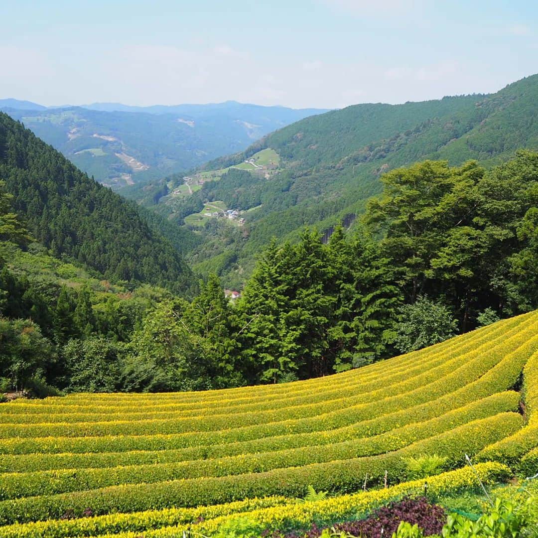 小野澤玲奈さんのインスタグラム写真 - (小野澤玲奈Instagram)「先週お邪魔した オクシズは諸子沢の「茶の間」  山道をひたすら30分…🚶🏻‍♀️  景色が開けるとはこのことか、と。 こんな素敵な場所があるんだ〜ため息♡😌  ここだけの黄金色の茶畑で 凍らせたほうじ茶を🍧 でも本当の黄金色の絶頂期は春らしいです  みなさんとても親切に迎えてくださって 心が解放された時間が過ごせました🌷  また静岡が好きになっちゃった〜  #黄金の茶の間 #茶の間 #黄金みどり #オクシズ #うちお茶 #静岡市 #ここも静岡市 #究極のお茶カフェ #今週はまたひとりぼっち」8月15日 16時48分 - reina.onozawa