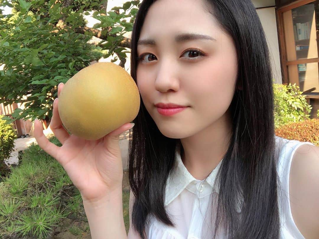 加藤梨里香のインスタグラム：「まだもう少し幸水の時期が続きます🍐 梨のお手伝いもだんだんと慣れてきて 梨を自分で判断して収穫できるようになったり 配送用の箱作りだけじゃなく、箱詰めもできるようになったり。 今更って感じだけど やっと家族の役に少しは立てるようになったかな、と思っています。 (本当に役に立ってるのかなんて、こわくて聞けない…笑) . 早起きが大の苦手な私ですが 収穫する日は5時台に起きたり 収穫じゃない日も直売所的なところへ出荷するために早起きしたり なんとか起きてます！ そのため寝る時間が早くなって、なんだか健康的です🙆‍♀️ 毎日早起きしてる方々ほんとうに尊敬です。 . 最近は梨の投稿ばっかりですが お稽古始まるまでは 梨に染まっていくのが予想されますこと ご了承ください。笑 お芝居のお仕事も梨のお仕事も 私にとってどちらも大切なお仕事です☺︎ . #梨 #pear #梨農家の孫 #幸水  #今シーズン #愛甘水 #夏しずく #若光 #なつみず #写真撮りそびれた #もう終わったって言われた #来シーズン #期待してて」