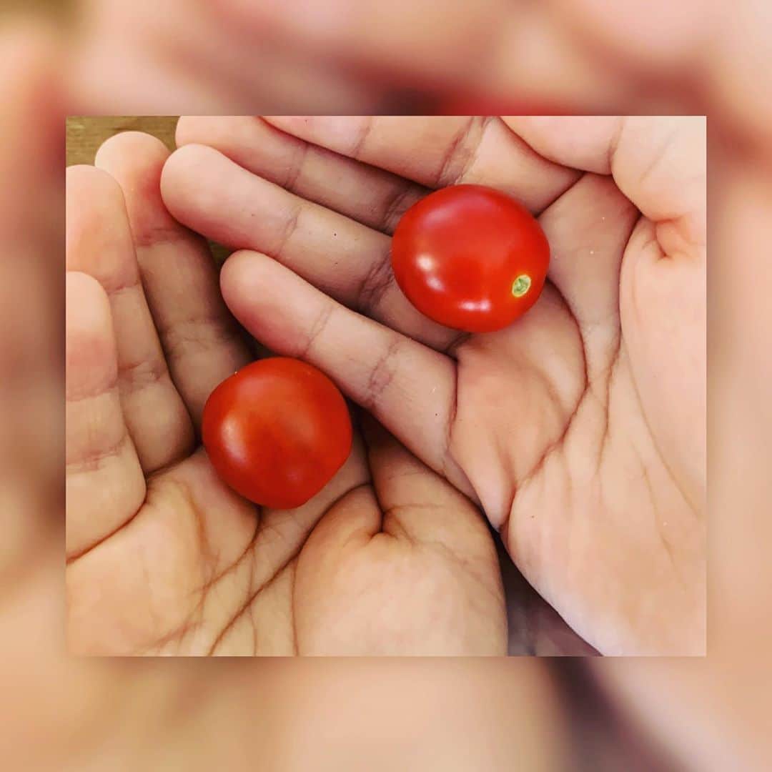 中澤裕子のインスタグラム：「🍅🍅 初収穫。 娘が食べると思いきや 「おかーさん先に食べてみてぇ」 息子はやはり 「食べるー！」  まずは私と息子で 一個ずつ。  おいしい！  天の恵み地の恵みに感謝。  娘は冷たく冷やして食べるそう。 了解！ 宿題頑張って。  #娘と息子 #ちっちゃくても」