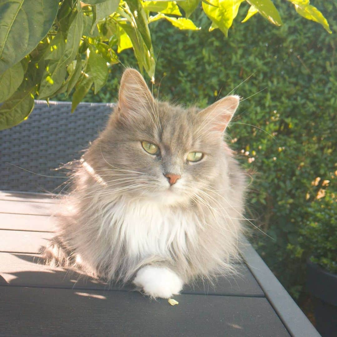 Nila & Miloさんのインスタグラム写真 - (Nila & MiloInstagram)「When the greenery has nothing on Nila's eyes. 🌱😍 #greeneyes #shadegarden #siberiancatsofinstagram #Caturday」8月15日 17時07分 - nilamilo