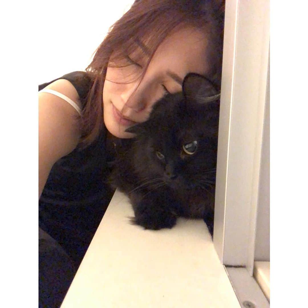 のインスタグラム：「主は 酔っ払うと ウザ絡み そんな顔しないでお付き合いください🐈  #バレンティン#Balentien #メインクーン#MaineCoon#猫#cat  #春輝#haruki」