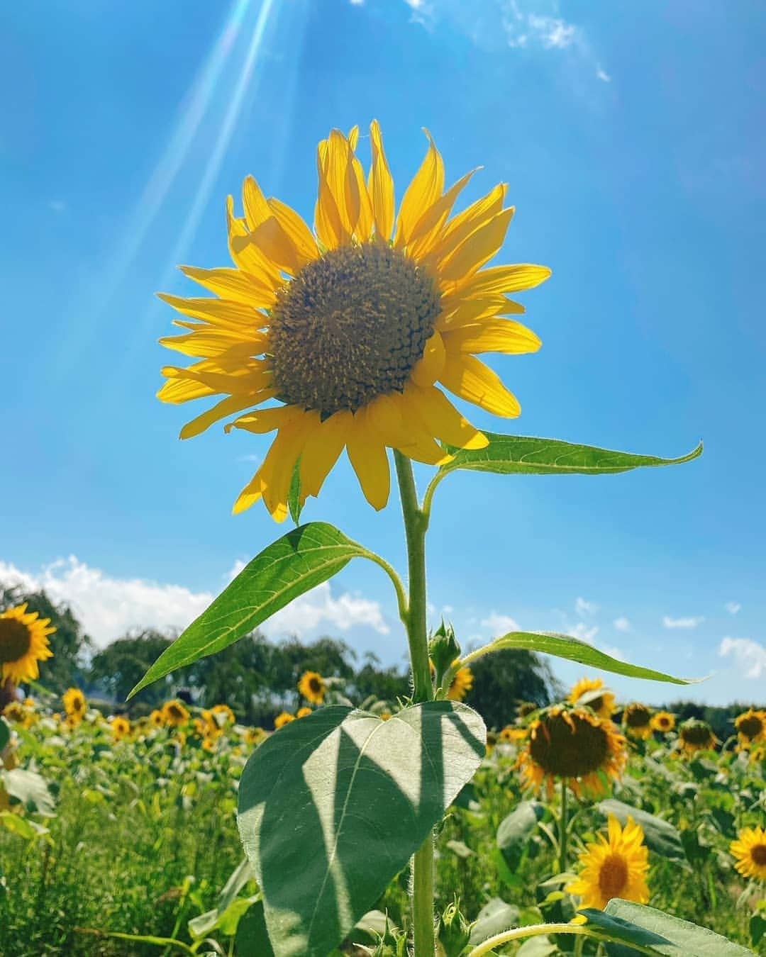 DJ DAIKI（若林大輝）さんのインスタグラム写真 - (DJ DAIKI（若林大輝）Instagram)「僕の夏休み2020 in 山梨🗻 お盆帰省中✨ . ぼくの地元山梨は 緑豊かで空気も水も めちゃくちゃ綺麗なところばかり😊 . 写真は🌻が一面に広がる 山中湖『花の都公園』と 富士山の雪解け水が 湧き出る『忍野八海』🏞️ . ノイズの多い都会や 人混みから離れリトリート😇😇😇 . #コロナ禍 #ニューノーマル #マイクロツーリズム #0密 #大自然 #地元 #山梨 #忍野八海  #花の都公園  #ひまわり畑」8月15日 17時16分 - daiki.wakabayashi