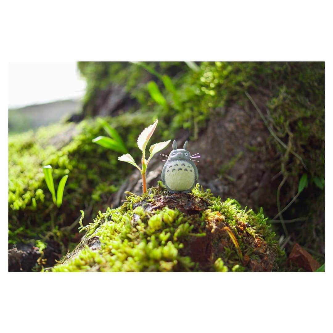 nqouのインスタグラム：「#となりのトトロ #トトロ #totoro #ジブリ #ghibli #nqouminiature」