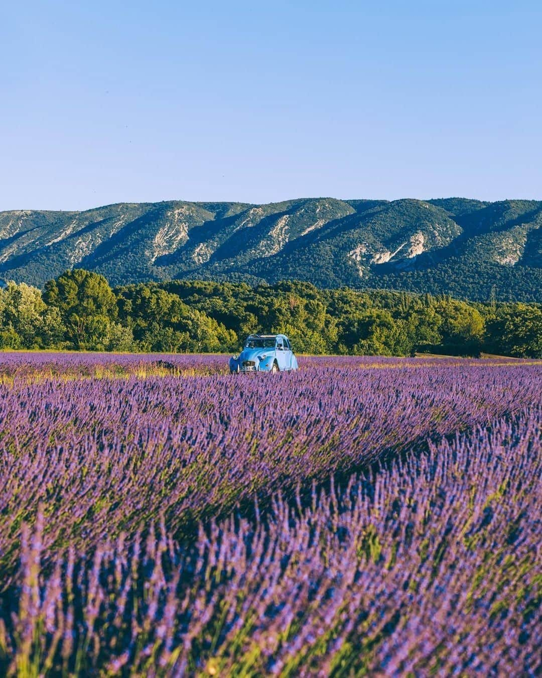 ロクシタンさんのインスタグラム写真 - (ロクシタンInstagram)「The only thing that would make a visit to the lavender fields better: driving there in this adorable blue car! 🚙 Leave a 💜 if you'd love to visit this dreamy location #Regram 📸@mary_quincy #LOccitane #Lavender #LavenderFields #Provence #2CV #VintageCar #VisitSouthofFrance #NaturalBeauty」8月16日 3時00分 - loccitane