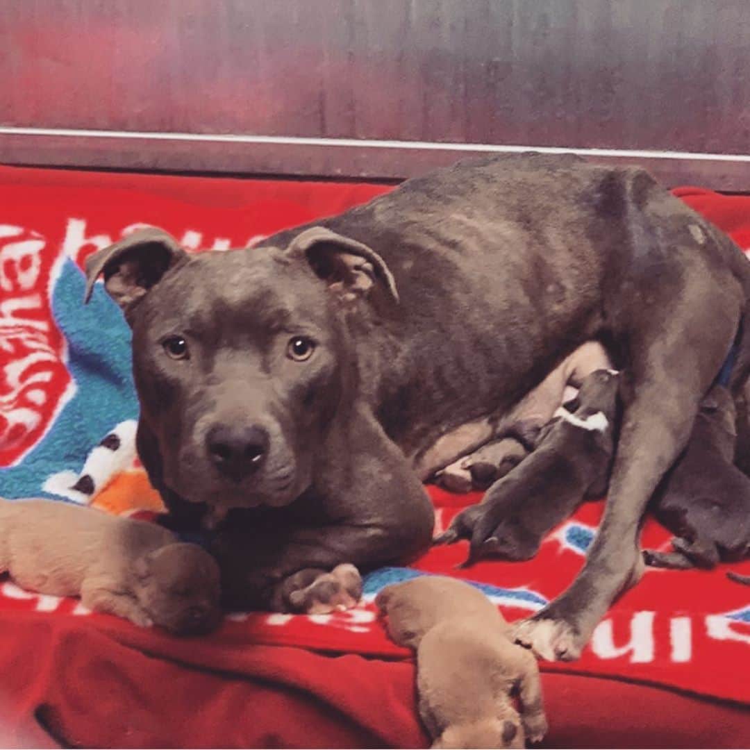 レイク・ベルのインスタグラム：「This is Sugar. She was surrendered after she and her puppies were reported due to her negligent conditions. She was emaciated, vainly attempting to nurse her babies, fed moldy pizza from the trash, living in a shitty hovel. She was rescued by @oafrescue and our family is fostering her and her puppies back to health and teaching them me to feel love, eat well, and be happy. In a time where we all feel out of control, this is one act of kindness with a massive return. If you have means, please open your heart to fostering while we are all home and seeking for ways to practice empathy & pure kindness. Sending love and health to all. More updates to come. Sugar and the puppies will be up for adoption one day soon. ❤️」