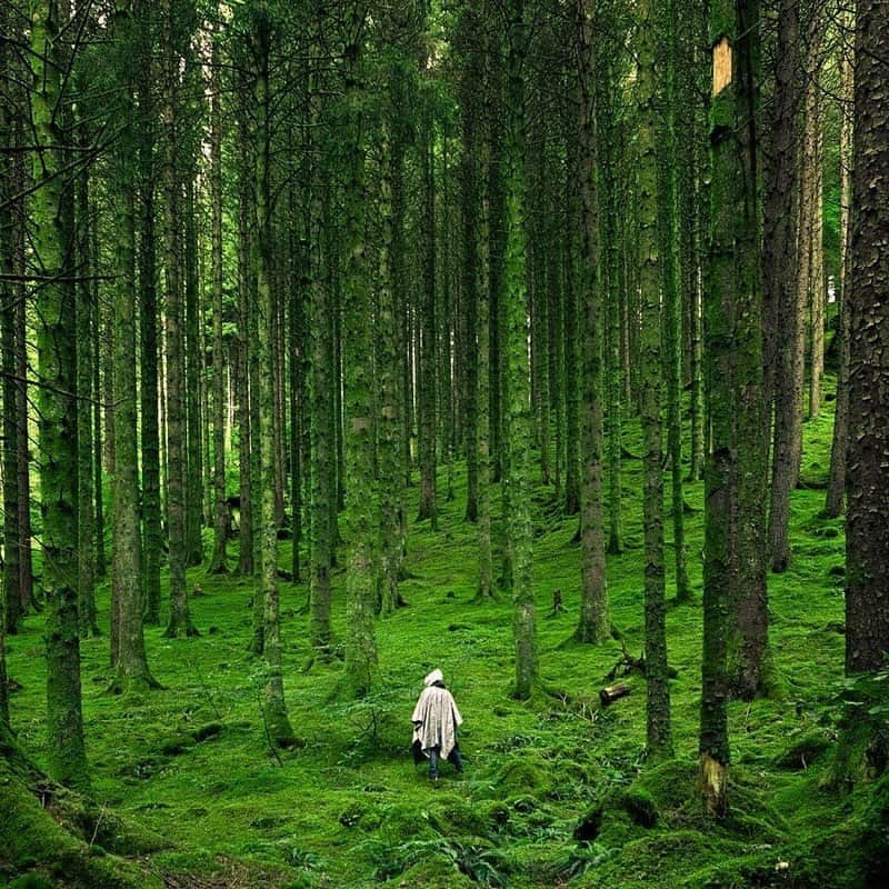 Sarahのインスタグラム：「Old growth forest 🧙🏻‍♀️」