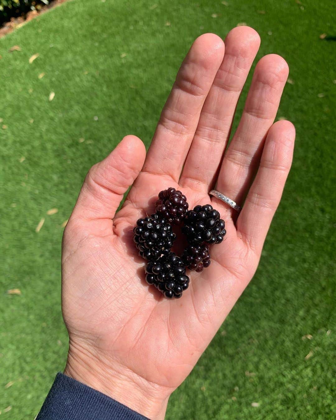 アナベス・ギッシュさんのインスタグラム写真 - (アナベス・ギッシュInstagram)「Today. 5 fresh blackberries, picked from a wild bush in the backyard. Glistening gems with tiny beads of semi-sweet, sharp possibility. 🇨🇦」8月16日 4時12分 - annabeth_gish