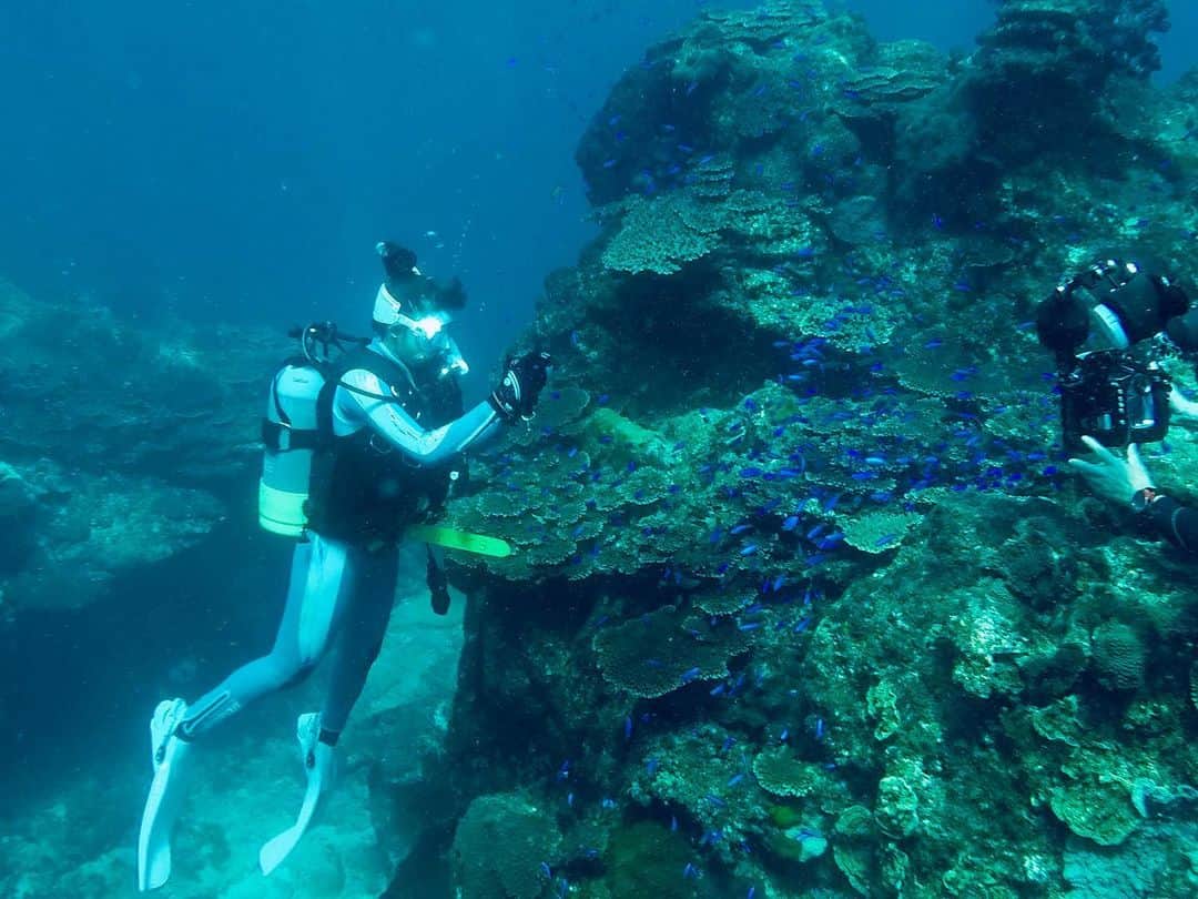 岩本憧子さんのインスタグラム写真 - (岩本憧子Instagram)「.  暑いなぁ . 海はいりたいなぁ . 潜りたいなぁ🐠 . #mic21 #ギアマガモデル #ギアマガ #diving #scubadiving #diver #divingmodel #divinggear #divinggearmagazine #marinesports #ダイビング #スキューバーダイビング」8月15日 19時16分 - akoiwamoto