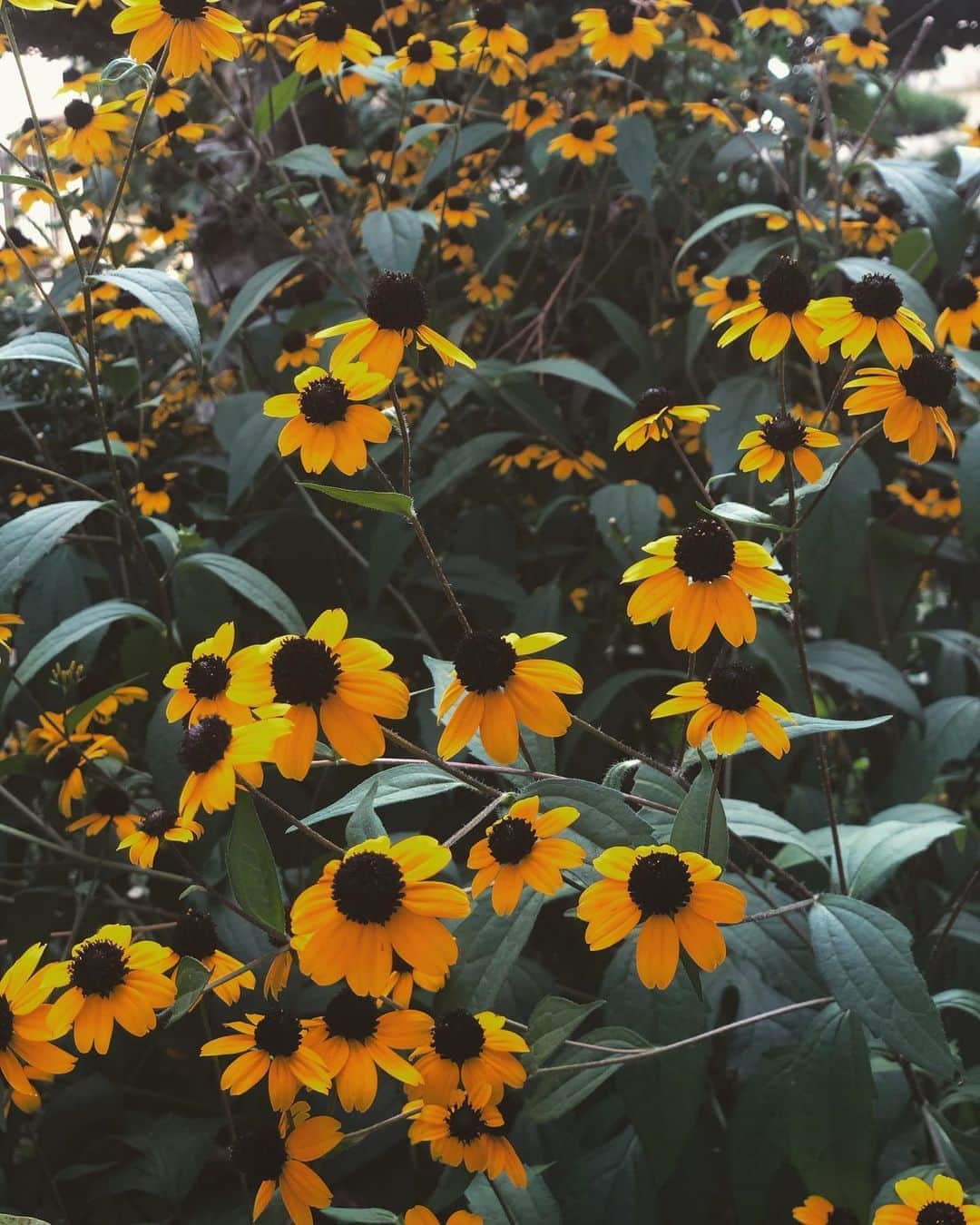 田中亜希子さんのインスタグラム写真 - (田中亜希子Instagram)「昨年亡くなった祖母が3年前に庭に植えた花がとても元気で嬉しかった＾＾  #新盆」8月15日 19時32分 - akiico