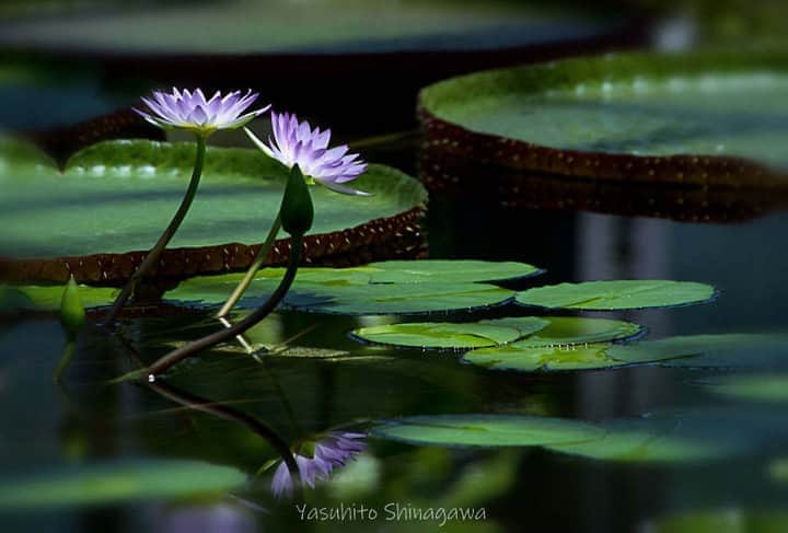 花の写真館のインスタグラム：「Photo by Yasuhito Shinagawa.⠀ .⠀ Original Post[投稿いただいたURL]⠀ https://www.facebook.com/photo.php?fbid=2649182035329109⠀ .⠀ 本アカウントは、 #私の花の写真 をつけてInstagramに投稿された皆さまの花の写真や、「花の写真館」Facebookページで投稿された花の写真を紹介します。⠀ 「花の写真館」Facebookページは、「 @floral.photograph 」のプロフィールにあるURLからご覧ください。⠀ .⠀ ※各自、政府、自治体など公的機関の指示に従った行動をお願いします。⠀⠀ 東京カメラ部および分室では、写真を「見る楽しみ」を提供することを通して、微力ながら皆様にわずかな時間でも癒しをお届けしたいと思っております。⠀ ※本アカウントは東京カメラ部がFacebook、Instagramのサービスを利用して運営しているもので、Facebook社・Instagramとは一切関係ありません。⠀ .⠀ #花の写真館 #floralphotograph #floralphoto #flower #flowers⠀ Follow: @floral.photograph」