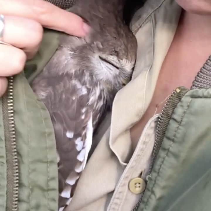 Daily The Best And Funniest Videosのインスタグラム：「Barking owl resting in her caretakers jacket in Australia 🦉 By @tessagrace11」