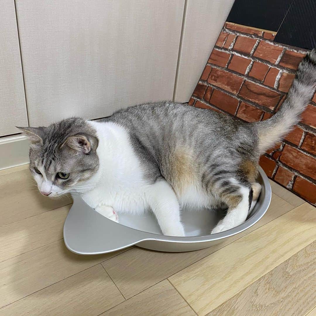 下村啓太のインスタグラム：「後輩の「きんめ鯛・上田だう」に頂きました🙏🌞 テンには小さいみたい🌞 ゲンは警戒してる🌞 #テンスタグラム #ゲンスタグラム #猫のいる暮らし #涼しい猫鍋」