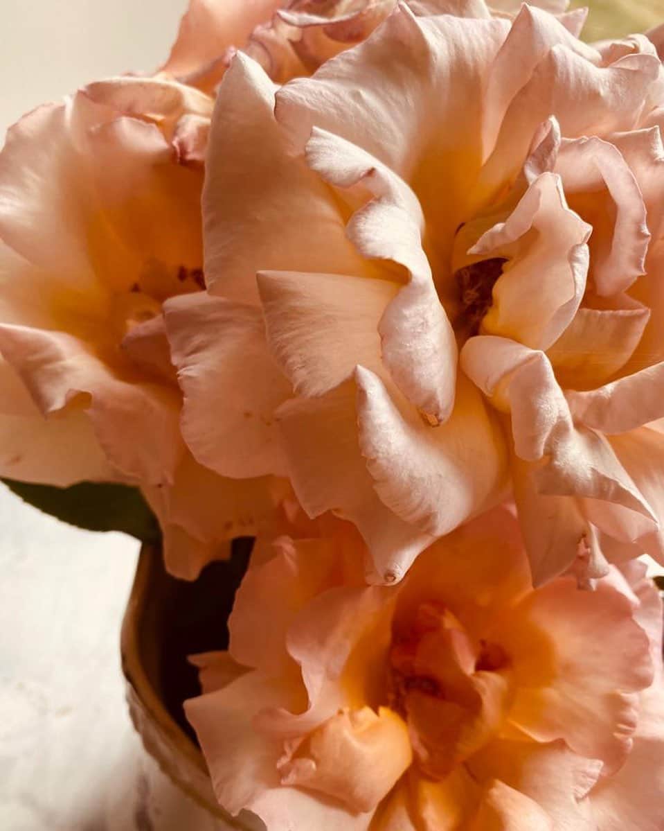 ValGarlandさんのインスタグラム写真 - (ValGarlandInstagram)「Last of The Just Joey’s from my garden  #InTheGardenWithVal #JustJoey #HybridTea #BushRose #Rosa #Rose #BloomingLovely #BeautyInNature #Nature #GardenLovers」8月15日 21時18分 - thevalgarland