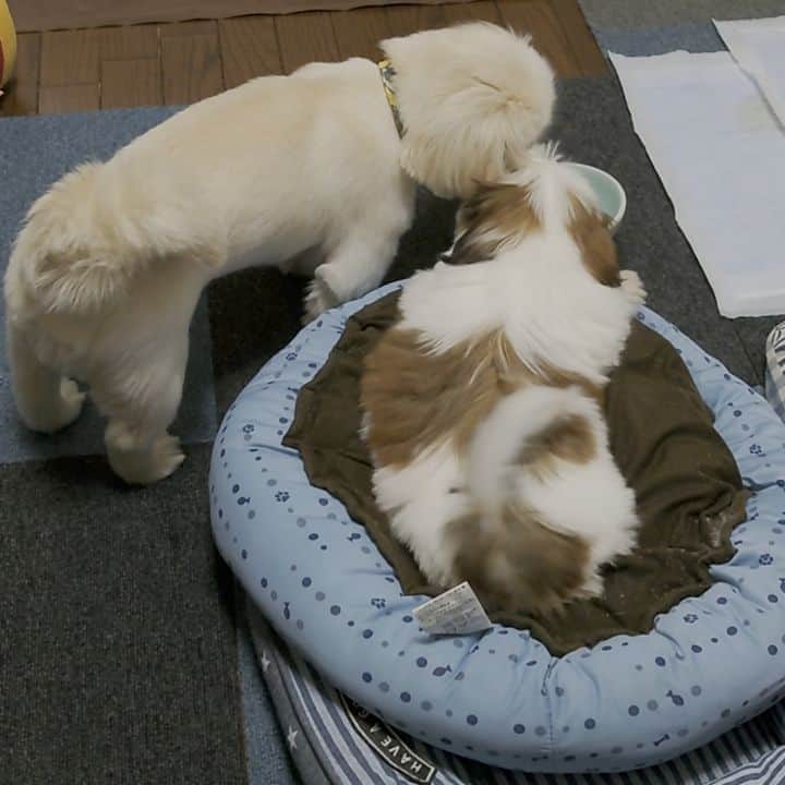 Kukkaのインスタグラム：「人のごはんが気になるホアちゃん。 ホアちゃんのごはんの方が高級よ？」