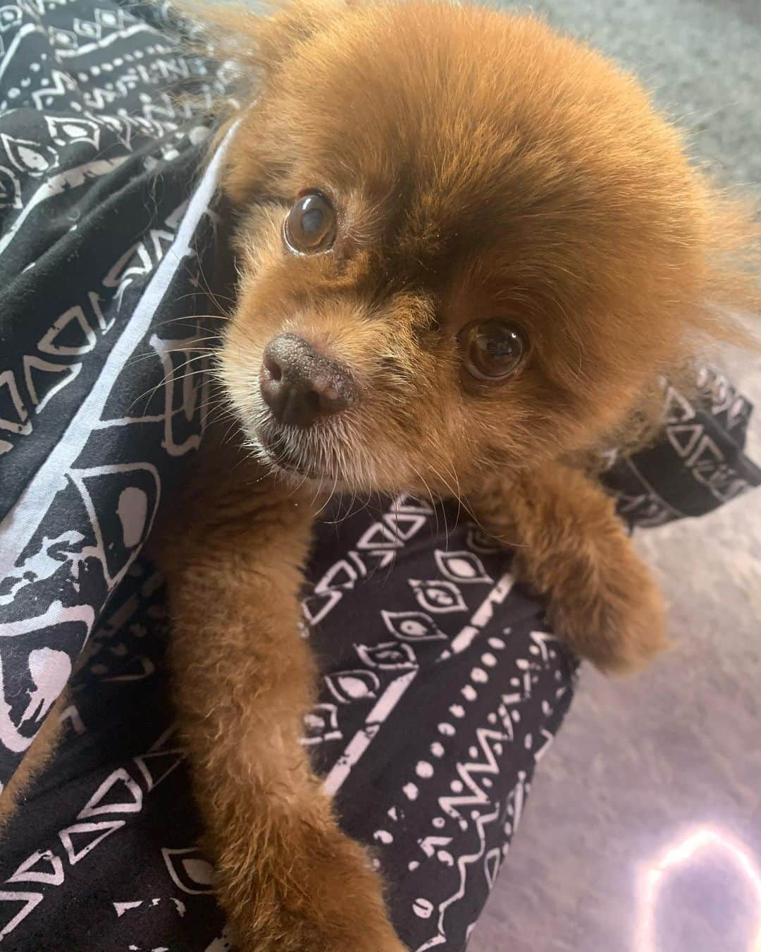 Codyのインスタグラム：「((日本語->英語))  久しぶりのクマちゃんの報告: 来週月曜日に最後のチェックアップがあります！  今はまだふらふらするけどちゃんと歩けてます！👏🏾👏🏾👏🏾  散歩は毎日朝と夜できてます！まだ片足上げておしっこはできないから女の子みたいに座っておしっこしてます🥰それもそれで可愛いんです💕 あとは筋肉の復活だけです！💪🏾  しばらくの間は何も報告してなくてすみませんでした！毎日家でリハビリやってますけど、凄い！ってなる変化は正直言ってないです。😢 もっと皆に見せられる動画とか走ってる姿とか見せたいけど、まだまだです。まぁ、焦らないで少しずつ、少しずつ回復してます。  でもね！最近は自分で俺のベッドに入って一緒に寝てます！それは一応大きな変化かも！前は諦めて床で寝てました。今は朝起きると頭の上にいます！🤣  皆さん、本当にありがとうございます！ また獣医に見てもらったら報告します！  Hey! It’s been awhile since I did an update on Kuma! I apologize! There hasn’t really been much to update about. No big jumps in his therapy or health. We’ve been walking everyday. He’s still a bit wobbly. And he can’t lift his leg up to pee, so he squats like a girl. But we’ve been doing our rehabilitation regularly and SLOWLLLLYYYY (and I mean SLOWLY) he’s starting to gain back muscle. Everyday he can walk a little longer.   He has an appointment this coming Monday to check his reflexes and levels and everything. We’ll know more then, but basically it’s just gonna be a long recovery.  Thank you every one for asking about him and checking in.   One things I guess we can call a improvement is that he’s been climbing into my bed lately. Before he would just give up and sleep on the floor. Now I wake up and his butt is on my head. 🤣」