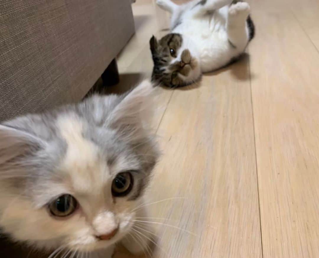 桜咲千依のインスタグラム：「昔の写真見ると、ほたて大きくなったんだなー( *´꒳`* )  #猫 #マンチカン #ほたて #子猫 #スコティッシュフォールド #うに」