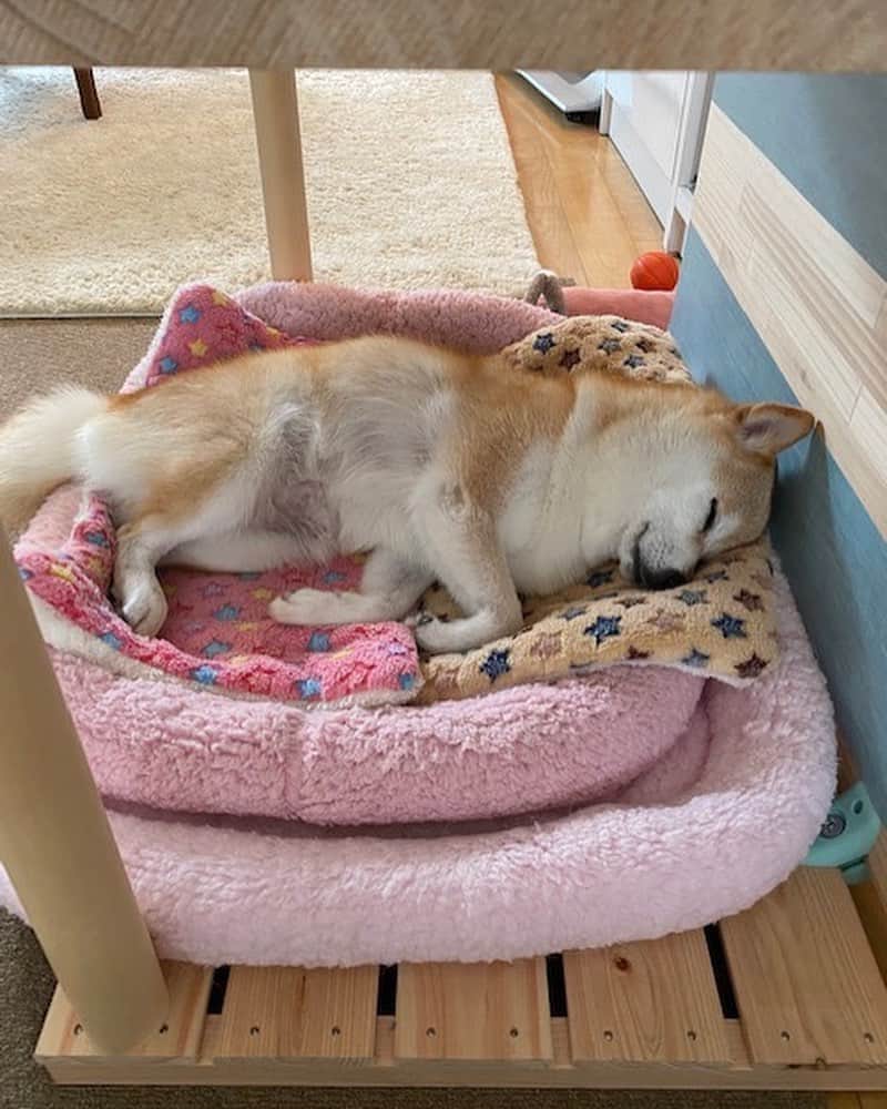 神奈月さんのインスタグラム写真 - (神奈月Instagram)「ころんが、 気持ち良さそうに寝てたから💤 少しずつ近づきながら📷 寝顔を撮ろうとした瞬間に バレた‼️  #神奈月 #ころん ちゃん #dog #いぬ #犬 #散歩 #夏バテ #柴犬部 #犬バカ部 #いぬすたぐらむ #dogstagram」8月15日 21時45分 - kannazuki.official