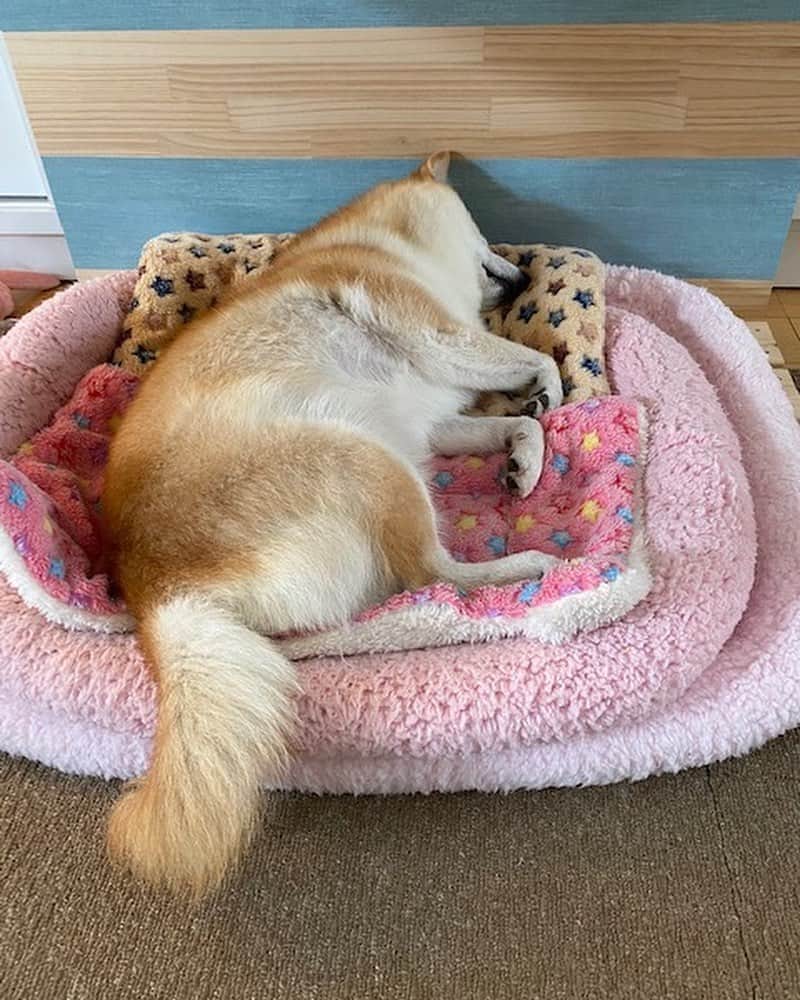 神奈月さんのインスタグラム写真 - (神奈月Instagram)「ころんが、 気持ち良さそうに寝てたから💤 少しずつ近づきながら📷 寝顔を撮ろうとした瞬間に バレた‼️  #神奈月 #ころん ちゃん #dog #いぬ #犬 #散歩 #夏バテ #柴犬部 #犬バカ部 #いぬすたぐらむ #dogstagram」8月15日 21時45分 - kannazuki.official