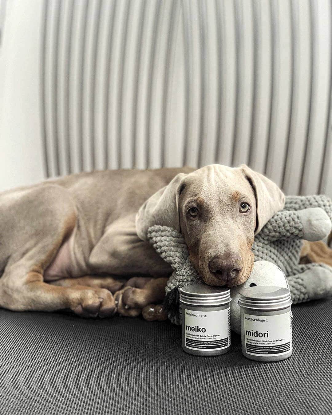 Matchæologist®さんのインスタグラム写真 - (Matchæologist®Instagram)「🐶 Look who’s our biggest fan!! 😍 We cannot thank 📷 @thewolfpackduo enough for sharing with us this beautiful #MatchaMoment featuring our  🌿 Meiko™ Ceremonial Matcha and 🍃 Midori™ Culinary Matcha!. 👌 . 🎉 International Relaxation Day Site-Wide 10% Discount is Still On!! 🎉 Apply the code ‘RELAX10' upon checkout for a 10% discount site-wide. Valid until midnight on Sunday ONLY! 👋 . Visit Matchaeologist.com (link in bio 👉 @Matchaeologist) . Matchæologist® #Matchaeologist Matchaeologist.com」8月15日 22時00分 - matchaeologist