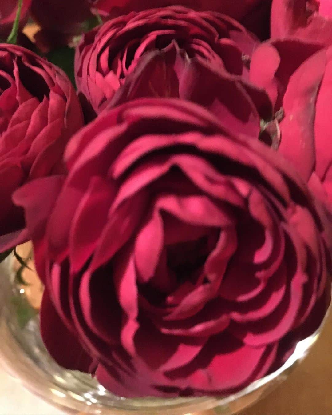福山理子さんのインスタグラム写真 - (福山理子Instagram)「お花のある生活 紫のお花は、なんと３ヶ月もげんきだったの！ 葉っぱ１０ヶ月経った今も元気だよ！  #お花のある生活 #お誕生日プレゼント  #ホワイトデー #イヌメンZ」8月15日 21時53分 - rikofukuyama