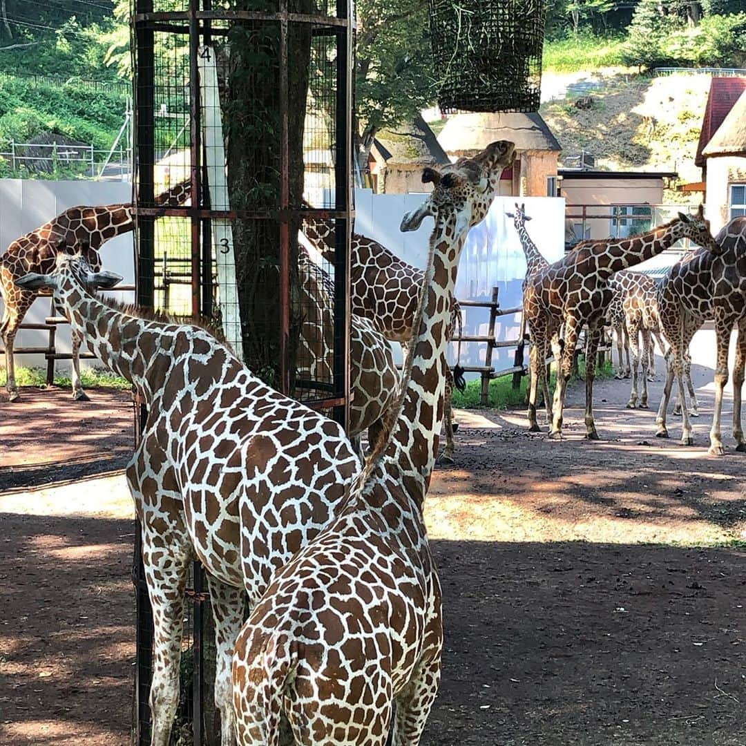 オクヒラテツコ（ぺこ）さんのインスタグラム写真 - (オクヒラテツコ（ぺこ）Instagram)「Giraffe, giraffe, giraffe🦒」8月15日 21時58分 - pecotecooo