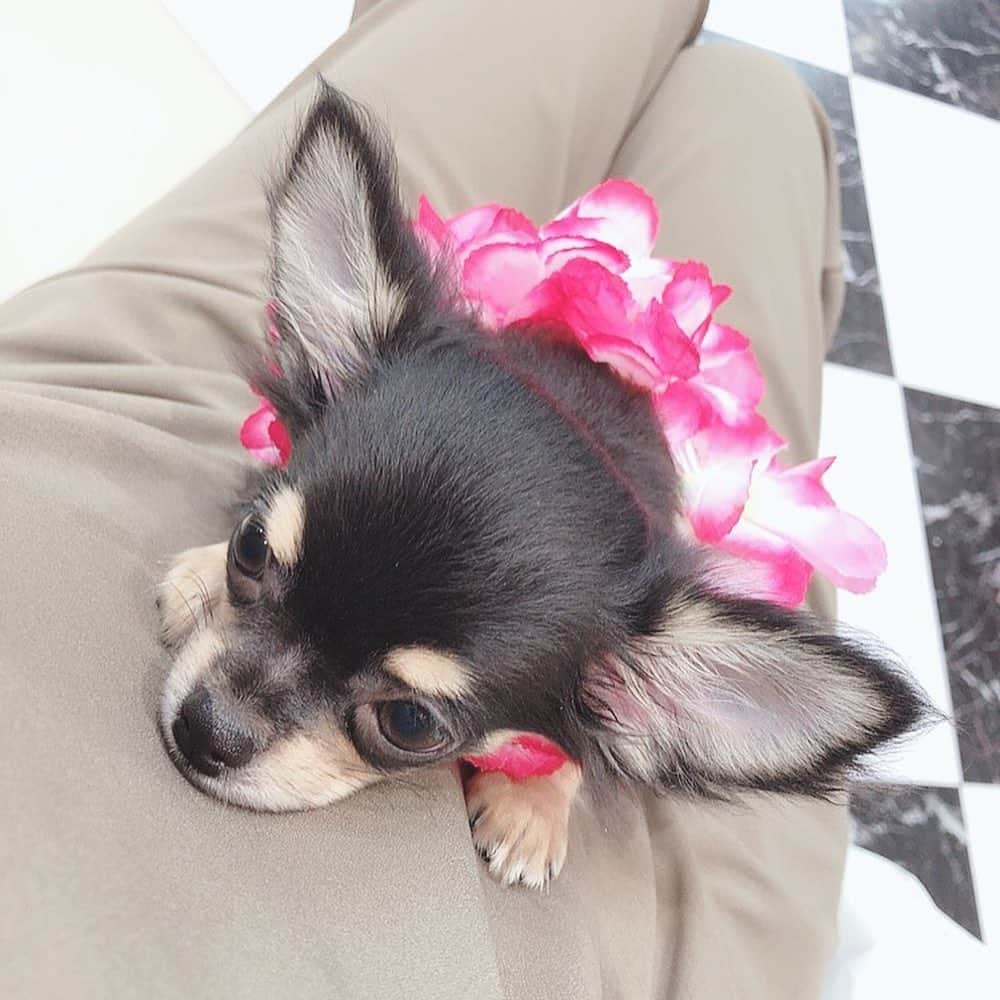大岩千未来のインスタグラム：「やばいかわいい。。」