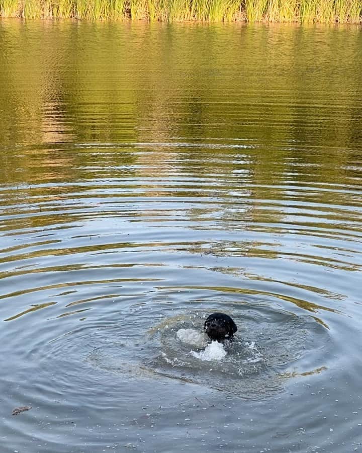 ビル・ゴールドバーグのインスタグラム：「Bdog getting in an early  cardio blast! 😬 #mansbestfriend #texas #roundandround #rottweilersofinstagram」