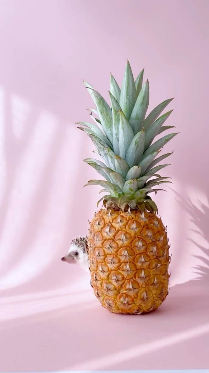 ダーシーのインスタグラム：「✨💖🍍🦔💖✨」