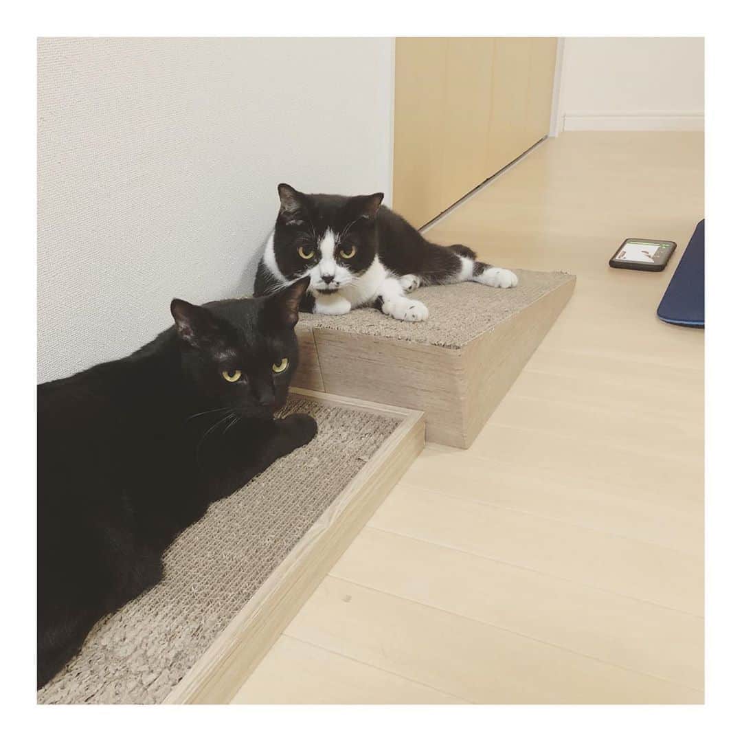こむぎのインスタグラム：「* ごまちゃんとてなちゃんがここで何をしているかと言うと…  オットの筋トレの見守りでした😂 女子たちは本当いい子です〜 特にてなちゃんは肝が座っている？のか掃除機を側で使っても動きません😂  今年に入ってから急にスイッチが入ったようで、約半年で◯◯キロダイエットで落としたみたいです😂 せっかくなら去年の式の前にダイエットして欲しかった…🙄 #黒猫ごま味とてなちゃん #おひげの癖が強いてなちゃん」