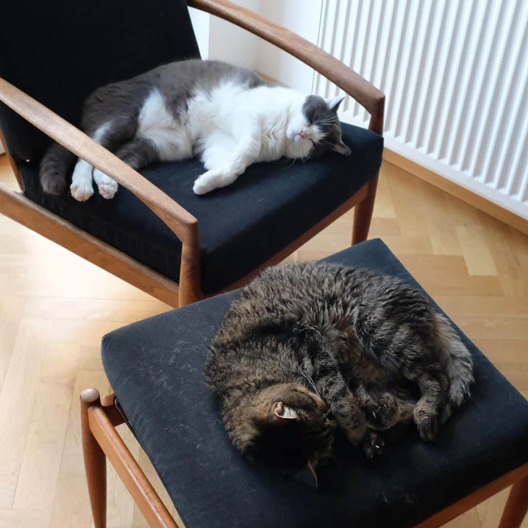 catinberlinさんのインスタグラム写真 - (catinberlinInstagram)「Trying not to move...as usual. 😅 www.catinberlin.com」8月15日 22時53分 - catinberlin