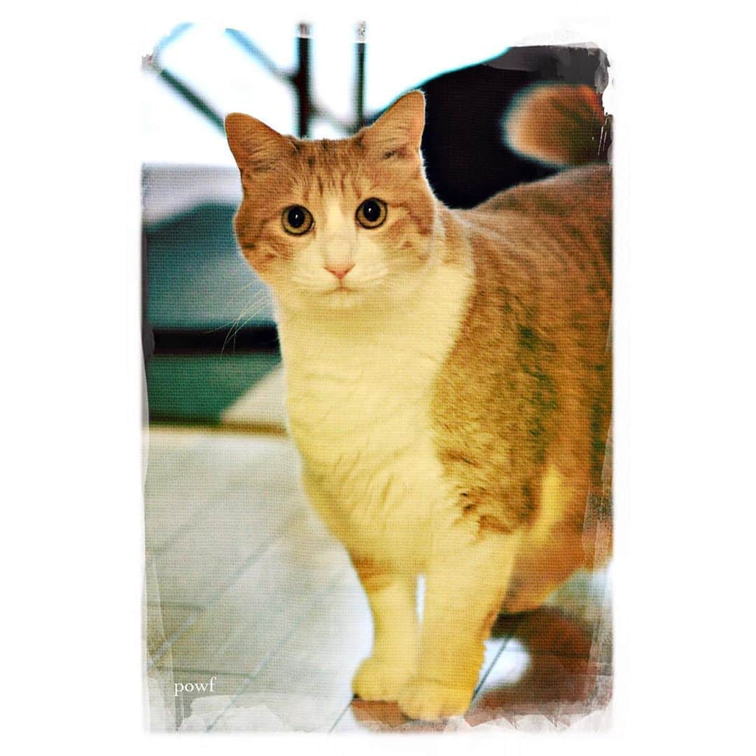 anemone_69のインスタグラム：「. #ハカセとキョウジュ #茶トラ白 #茶白 #cat #猫 #保護猫 #DreamCanvas_powf . . .」