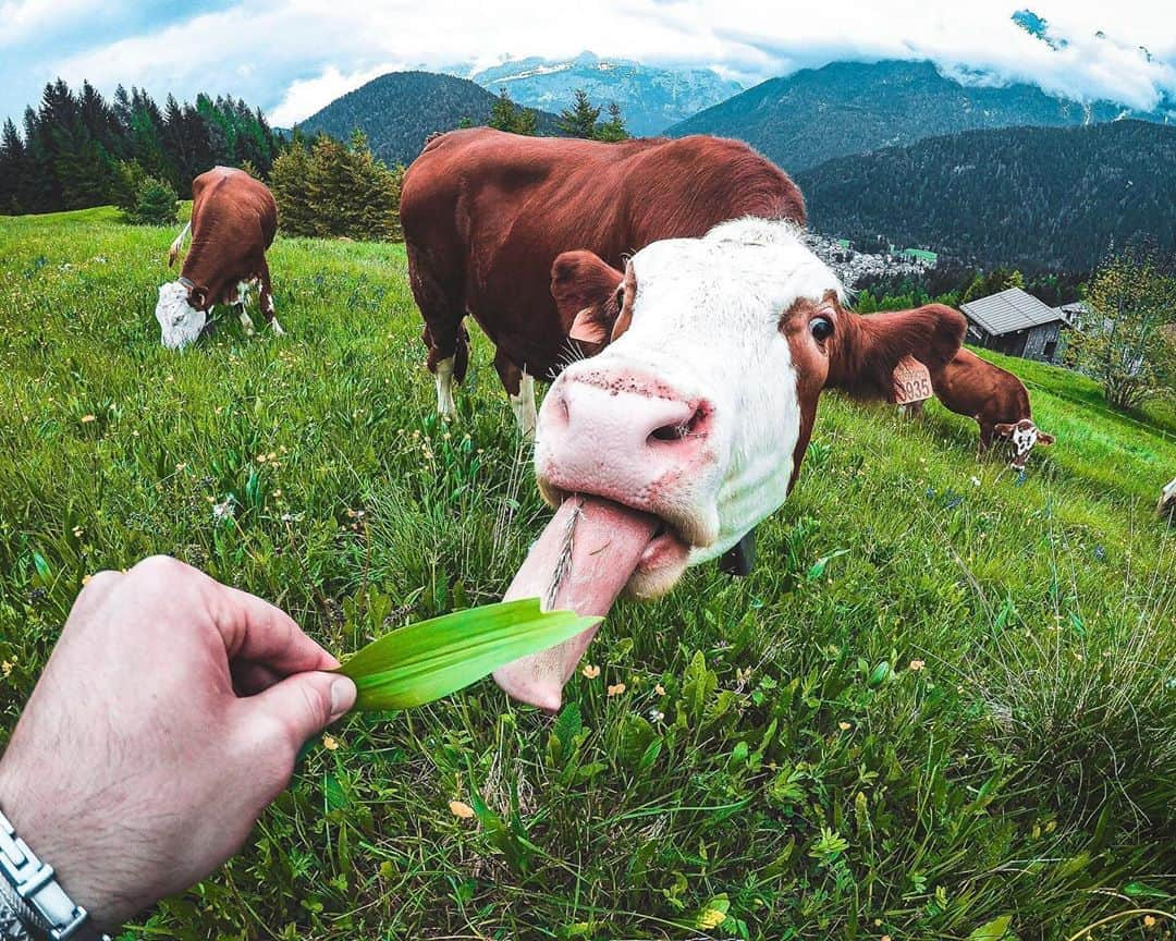 goproさんのインスタグラム写真 - (goproInstagram)「Photo of the Day: More cowbell 🐮🔔 @sonoquiepoila ⠀⠀⠀⠀⠀⠀⠀⠀⠀ @GoProIT #GoProIT #Cows #Cowbell #CowsLife #Italy」8月16日 4時34分 - gopro