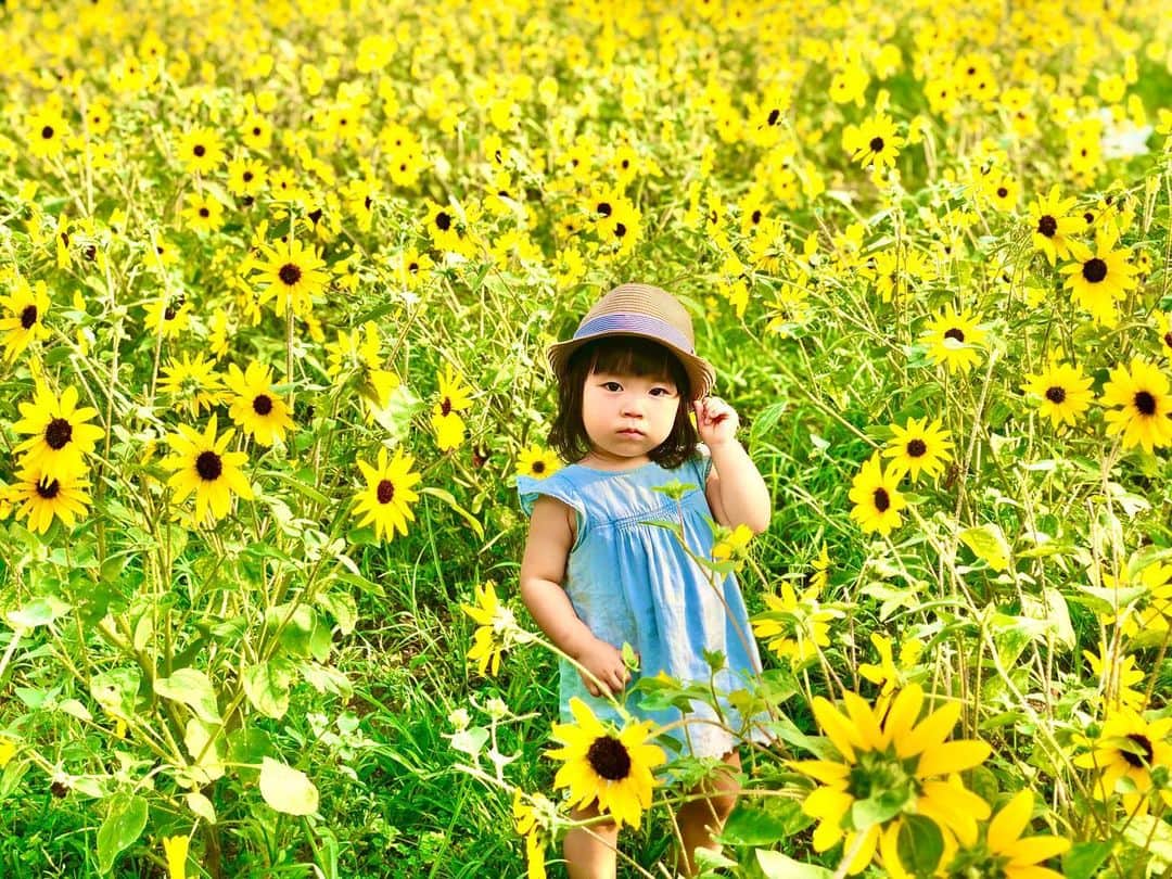 松島有佑のインスタグラム：「Sunflower field」