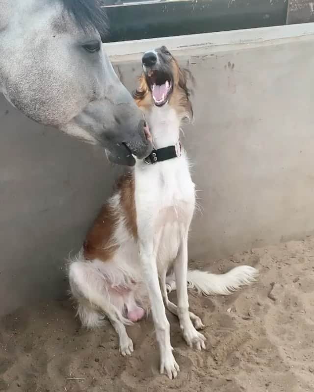 DogsOf Instagramのインスタグラム：「“best couple ever” writes @majestic_borzoi   #dogsofinstagram」