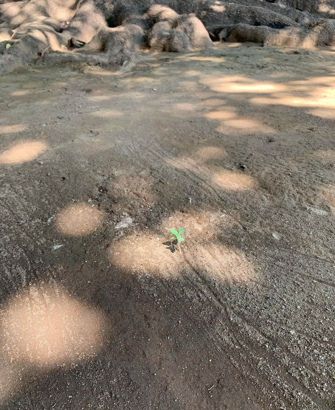 たむらぱんのインスタグラム：「芽でるを愛でる 今日ポツと生えた新木を見つけました。向こう側に見える木の根が地に潜り時を経て顔を出したのだと察します。目には見えずとも、新しい芽は、現在は、過去無くしては存在し得ない、歴史の姿を思いました。 新木には、ちょうどスポットライトが当たっているようでした。なんだかハート型みたいだね☺️🌱8.15」