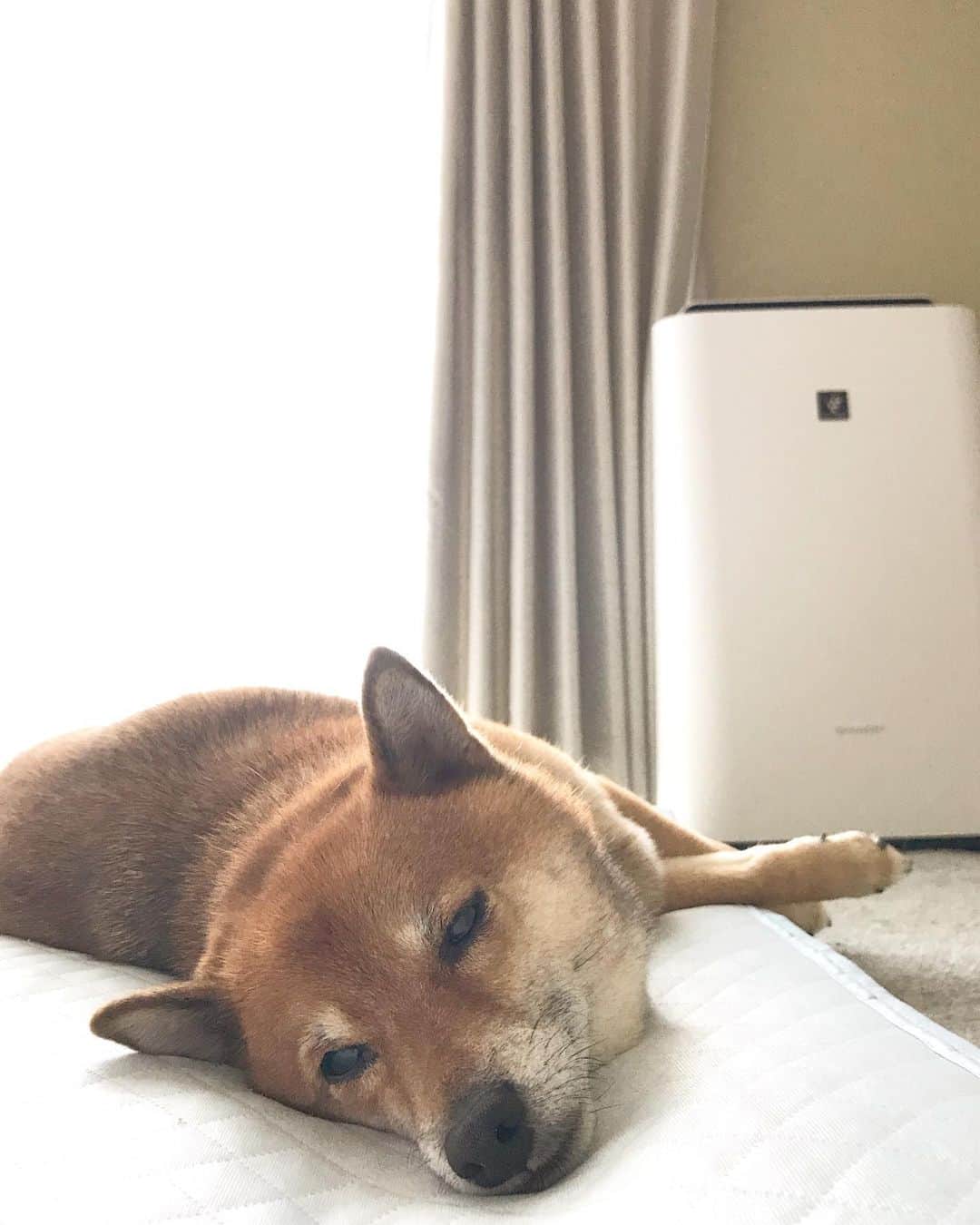 柴犬はなこ Shibainu Hanakoさんのインスタグラム写真 - (柴犬はなこ Shibainu HanakoInstagram)「Nap nap...🐶💤 最近、暑いからってお留守番が多すぎるんだわん #shiba #dog #shibainu #犬 #柴犬 #おうち警備隊 #stayhome」8月15日 23時40分 - kiki_beee