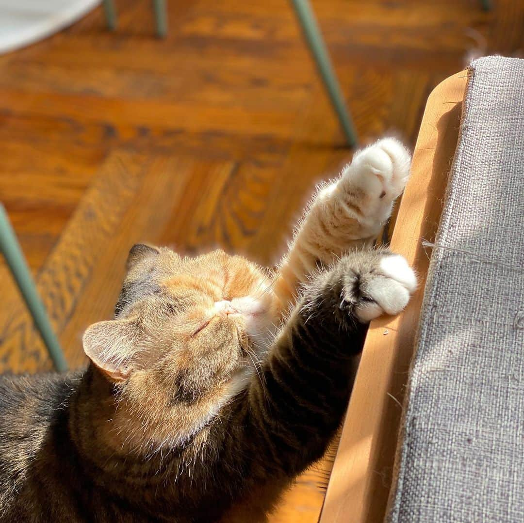 Tinaさんのインスタグラム写真 - (TinaInstagram)「morning stretch 😻 #caturday」8月15日 23時42分 - tinaf78