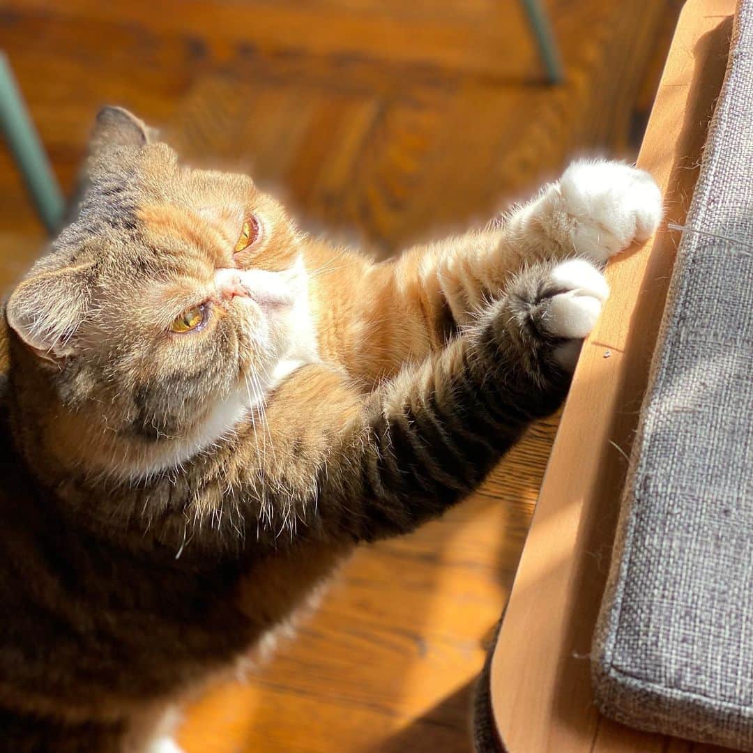 Tinaのインスタグラム：「morning stretch 😻 #caturday」