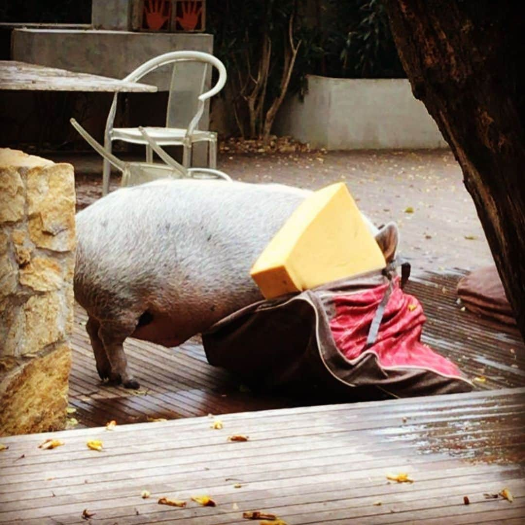 Jamonのインスタグラム：「I’ll find Neros’s snacks inside this ... I don’t think so...  #destroyingthings #pigsdoingpigthings #jamonthepig #pig #pigs #pigsofinstagram #pigstagram #pigsaspets」