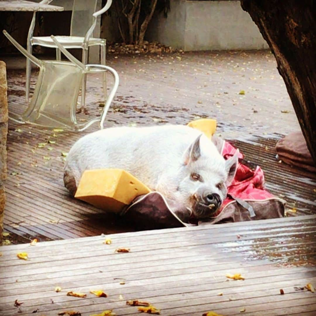 Jamonさんのインスタグラム写真 - (JamonInstagram)「I’ll find Neros’s snacks inside this ... I don’t think so...  #destroyingthings #pigsdoingpigthings #jamonthepig #pig #pigs #pigsofinstagram #pigstagram #pigsaspets」8月15日 23時59分 - jamonthepig