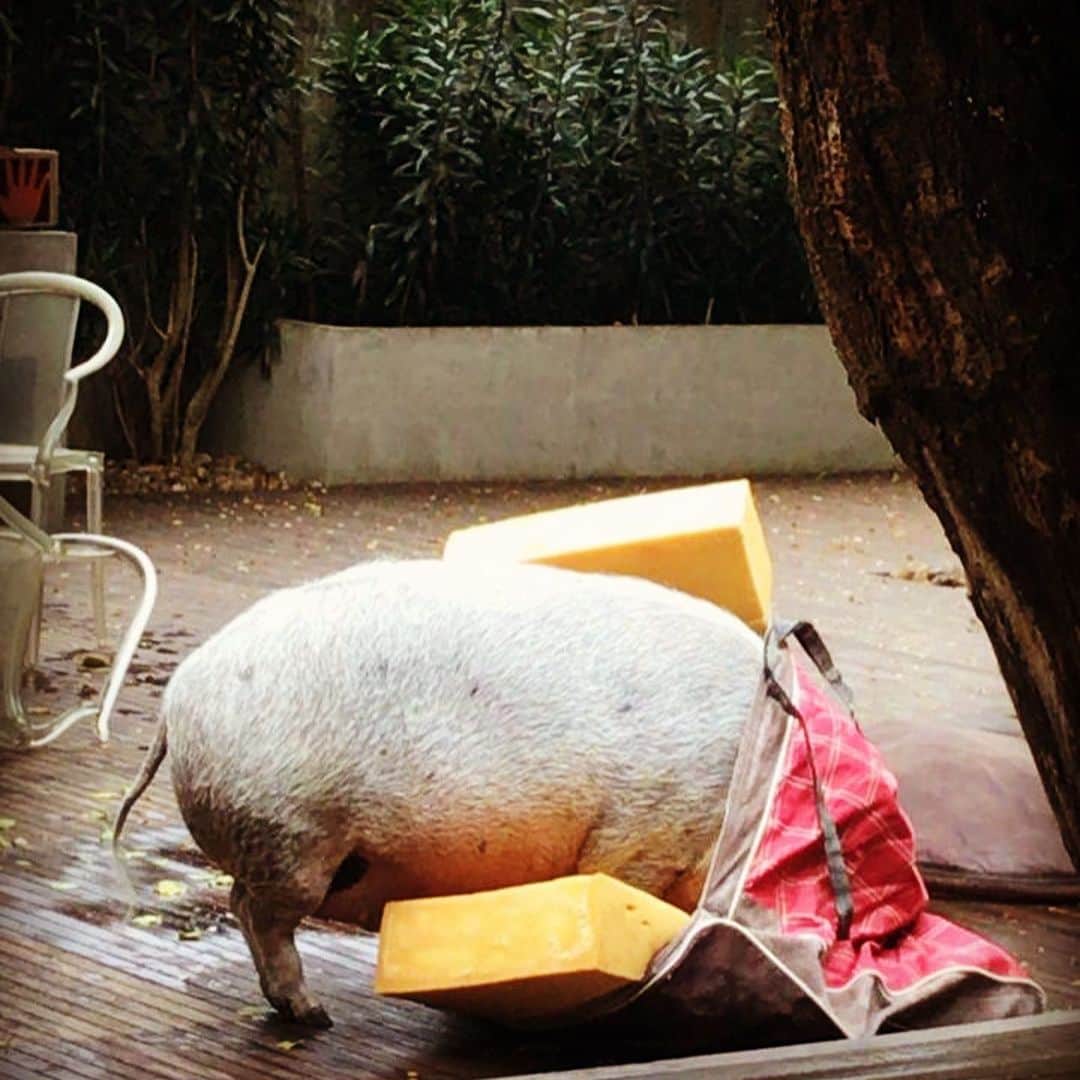 Jamonさんのインスタグラム写真 - (JamonInstagram)「I’ll find Neros’s snacks inside this ... I don’t think so...  #destroyingthings #pigsdoingpigthings #jamonthepig #pig #pigs #pigsofinstagram #pigstagram #pigsaspets」8月15日 23時59分 - jamonthepig
