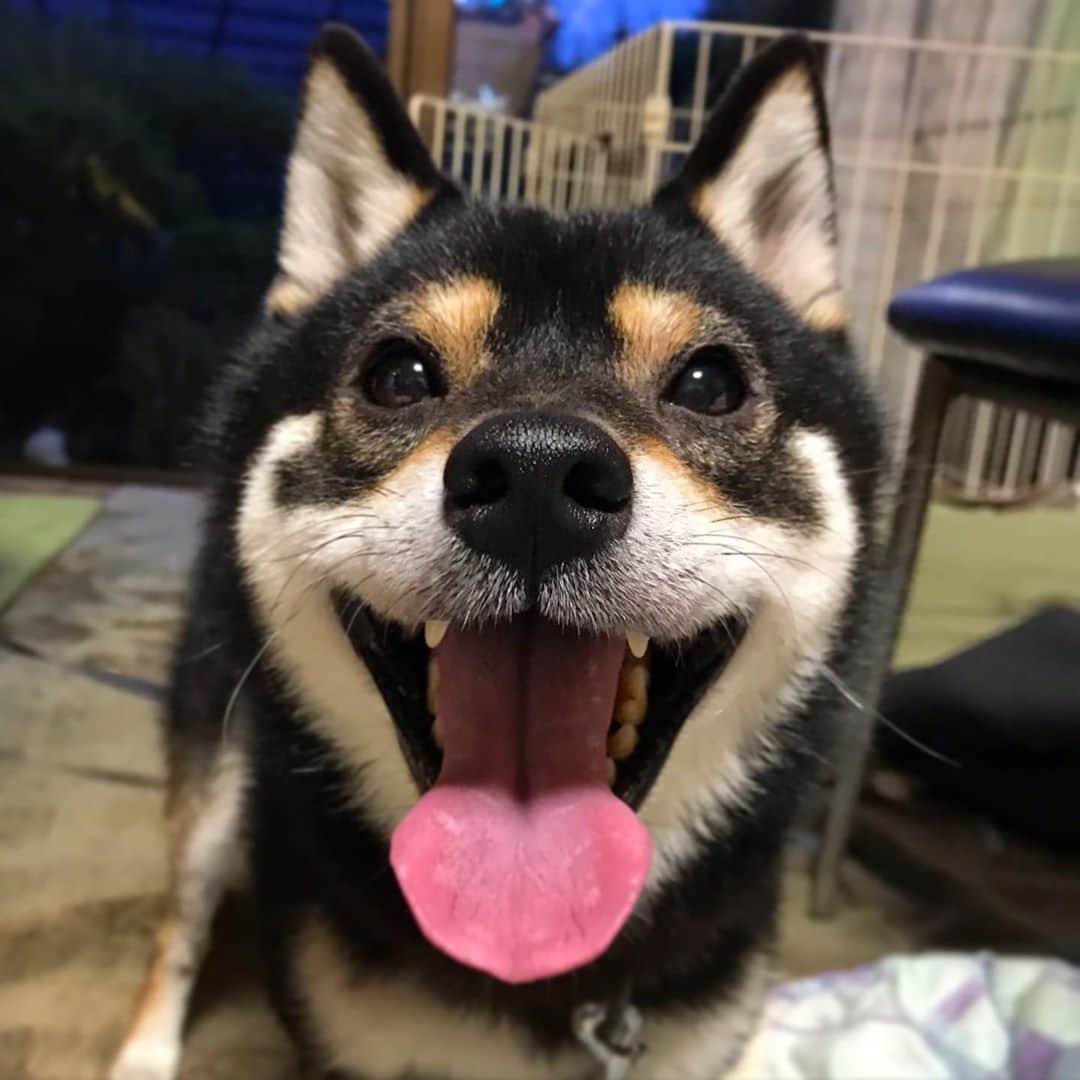 まめ丸のインスタグラム：「* * このお写真、どこかに 『ハート♥️』がかくれてるよ🐶💓 * Where's 『❤️』🐶⁉️ * #みつかったかな #ちょっとはなれてみるとわかりやすいかも * #柴犬#豆柴#柴#黒柴#犬#しばいぬ#shiba#shibainu#shibastagram#shibadog#ig_japan#ig_dogphoto#puppy#instadog#dogstagram#dog#petstagram#pet#강아지#dailyfluff#weeklyfluff#いぬのきもち#いぬのきもち部」