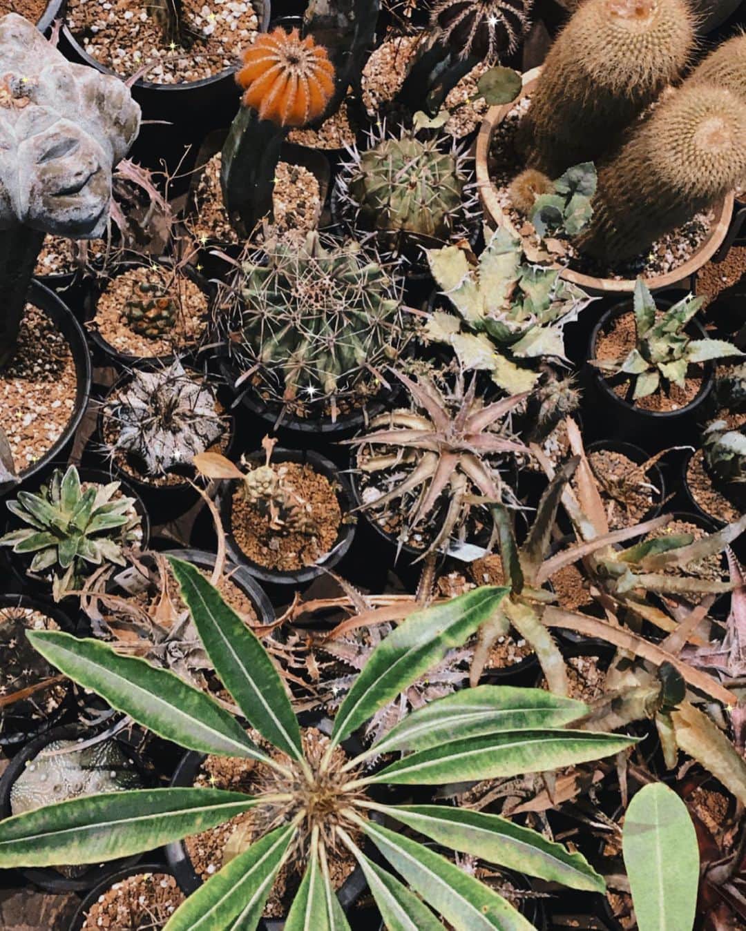 のインスタグラム：「🌵🌿🌵  Cactus  そこにサボテンがあったから🙄  #多肉植物 #サボテン #cactus #サボテンのある暮らし #サボみ #yokosuka #横須賀」