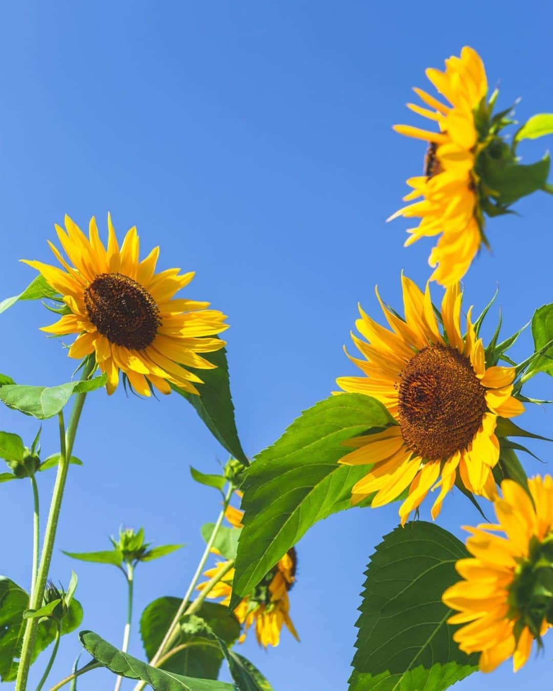 のインスタグラム：「🌻」
