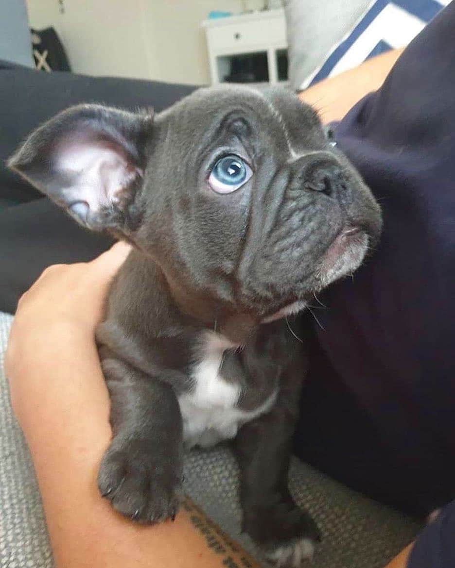 French Bulldogのインスタグラム