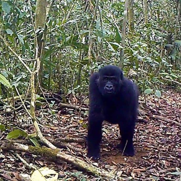 San Diego Zooさんのインスタグラム写真 - (San Diego ZooInstagram)「🚨 BREAKING 🚨 We are delighted to share some positive news from our Central Africa Program in Cameroon. The government cancelled a logging concession earlier this week, saving the ancestral land of more than 40 local communities and the habitat of gorillas, chimpanzees, forest elephants and more. Conservationists are hopeful that the government will engage in an inclusive land-use planning process with the communities around Ebo Forest that will protect its biodiversity and benefit local people. #SaveEboForest @Global_Wildlife @kewgardens」8月16日 1時17分 - sandiegozoo